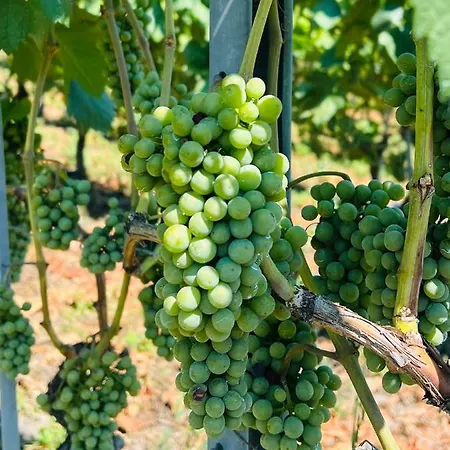 Шале Siesta Ayent